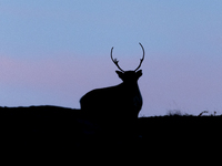 A reindeer stands on rocky terrain at Nordkapp, Norway, on September 27, 2024. Nordkapp, the northernmost point of mainland Europe, is known...