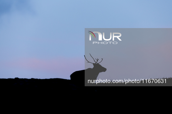 A reindeer stands on rocky terrain at Nordkapp, Norway, on September 27, 2024. Nordkapp, the northernmost point of mainland Europe, is known...