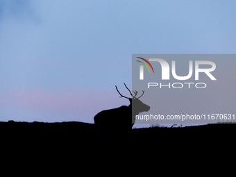 A reindeer stands on rocky terrain at Nordkapp, Norway, on September 27, 2024. Nordkapp, the northernmost point of mainland Europe, is known...