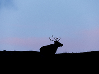 A reindeer stands on rocky terrain at Nordkapp, Norway, on September 27, 2024. Nordkapp, the northernmost point of mainland Europe, is known...