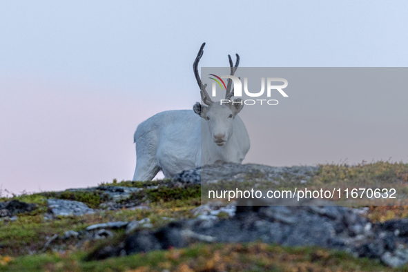 A reindeer stands on rocky terrain at Nordkapp, Norway, on September 27, 2024. Nordkapp, the northernmost point of mainland Europe, is known...