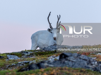 A reindeer stands on rocky terrain at Nordkapp, Norway, on September 27, 2024. Nordkapp, the northernmost point of mainland Europe, is known...