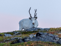 A reindeer stands on rocky terrain at Nordkapp, Norway, on September 27, 2024. Nordkapp, the northernmost point of mainland Europe, is known...