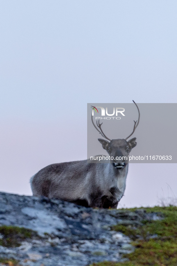 A reindeer stands on rocky terrain at Nordkapp, Norway, on September 27, 2024. Nordkapp, the northernmost point of mainland Europe, is known...