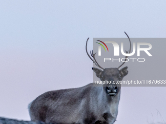 A reindeer stands on rocky terrain at Nordkapp, Norway, on September 27, 2024. Nordkapp, the northernmost point of mainland Europe, is known...