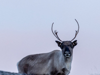 A reindeer stands on rocky terrain at Nordkapp, Norway, on September 27, 2024. Nordkapp, the northernmost point of mainland Europe, is known...