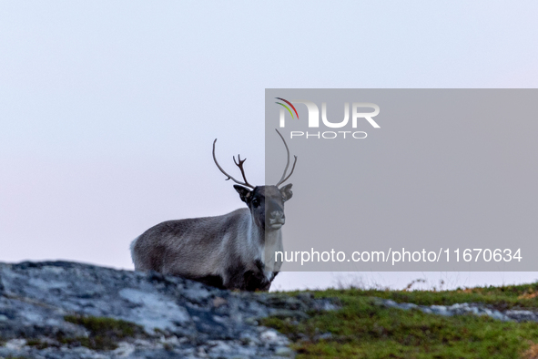 A reindeer stands on rocky terrain at Nordkapp, Norway, on September 27, 2024. Nordkapp, the northernmost point of mainland Europe, is known...