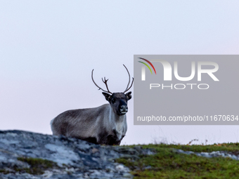 A reindeer stands on rocky terrain at Nordkapp, Norway, on September 27, 2024. Nordkapp, the northernmost point of mainland Europe, is known...