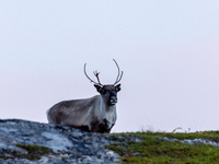 A reindeer stands on rocky terrain at Nordkapp, Norway, on September 27, 2024. Nordkapp, the northernmost point of mainland Europe, is known...