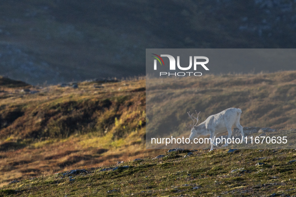 A reindeer stands on rocky terrain at Nordkapp, Norway, on September 27, 2024. Nordkapp, the northernmost point of mainland Europe, is known...