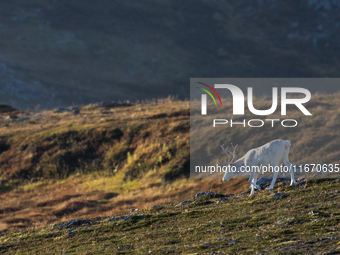 A reindeer stands on rocky terrain at Nordkapp, Norway, on September 27, 2024. Nordkapp, the northernmost point of mainland Europe, is known...