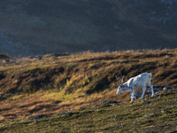 A reindeer stands on rocky terrain at Nordkapp, Norway, on September 27, 2024. Nordkapp, the northernmost point of mainland Europe, is known...