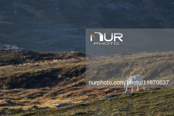 A reindeer stands on rocky terrain at Nordkapp, Norway, on September 27, 2024. Nordkapp, the northernmost point of mainland Europe, is known...