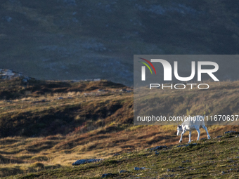 A reindeer stands on rocky terrain at Nordkapp, Norway, on September 27, 2024. Nordkapp, the northernmost point of mainland Europe, is known...