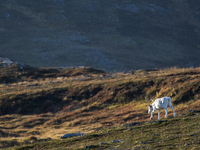 A reindeer stands on rocky terrain at Nordkapp, Norway, on September 27, 2024. Nordkapp, the northernmost point of mainland Europe, is known...