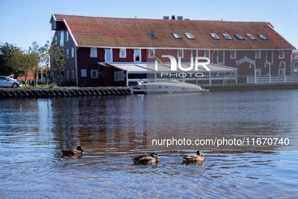 Ducks swim in the sea, in Kristiansand, Norway on September 13, 2024. Kristiansand is a city and municipality in Agder county, Norway. The c...