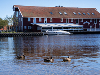 Ducks swim in the sea, in Kristiansand, Norway on September 13, 2024. Kristiansand is a city and municipality in Agder county, Norway. The c...