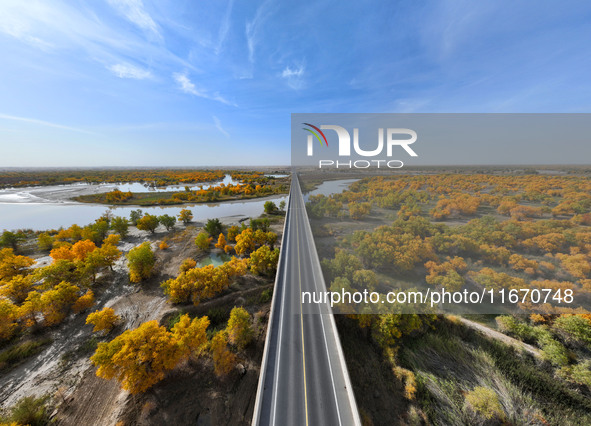 The photo taken on October 16, 2024, shows the autumn scenery of wetland populus euphratica at the Tarim River Bridge on the desert highway...