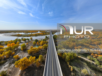 The photo taken on October 16, 2024, shows the autumn scenery of wetland populus euphratica at the Tarim River Bridge on the desert highway...