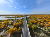 The photo taken on October 16, 2024, shows the autumn scenery of wetland populus euphratica at the Tarim River Bridge on the desert highway...