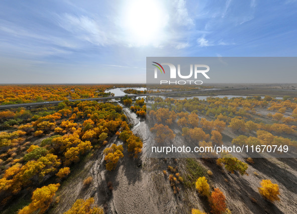 The photo taken on October 16, 2024, shows the autumn scenery of wetland populus euphratica at the Tarim River Bridge on the desert highway...