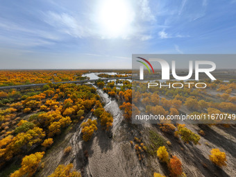 The photo taken on October 16, 2024, shows the autumn scenery of wetland populus euphratica at the Tarim River Bridge on the desert highway...