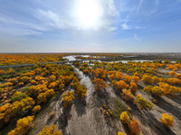 The photo taken on October 16, 2024, shows the autumn scenery of wetland populus euphratica at the Tarim River Bridge on the desert highway...