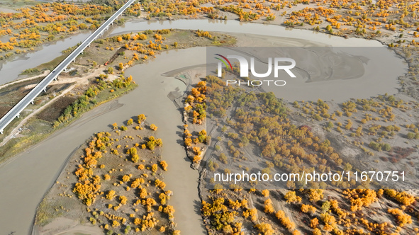 The photo taken on October 16, 2024, shows the autumn scenery of wetland populus euphratica at the Tarim River Bridge on the desert highway...