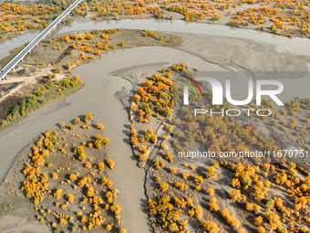 The photo taken on October 16, 2024, shows the autumn scenery of wetland populus euphratica at the Tarim River Bridge on the desert highway...