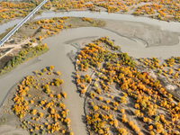 The photo taken on October 16, 2024, shows the autumn scenery of wetland populus euphratica at the Tarim River Bridge on the desert highway...