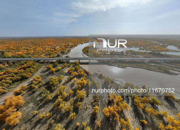 The photo taken on October 16, 2024, shows the autumn scenery of wetland populus euphratica at the Tarim River Bridge on the desert highway...