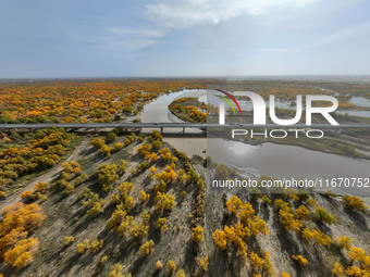 The photo taken on October 16, 2024, shows the autumn scenery of wetland populus euphratica at the Tarim River Bridge on the desert highway...