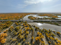 The photo taken on October 16, 2024, shows the autumn scenery of wetland populus euphratica at the Tarim River Bridge on the desert highway...