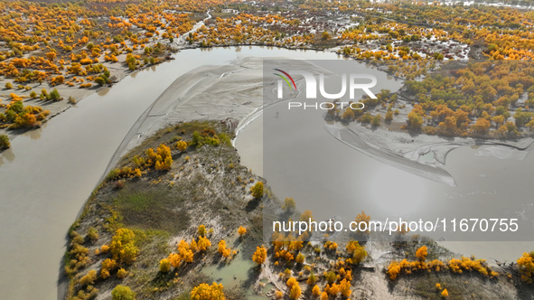 The photo taken on October 16, 2024, shows the autumn scenery of wetland populus euphratica at the Tarim River Bridge on the desert highway...