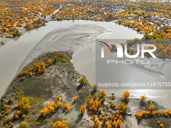 The photo taken on October 16, 2024, shows the autumn scenery of wetland populus euphratica at the Tarim River Bridge on the desert highway...