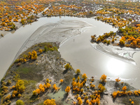 The photo taken on October 16, 2024, shows the autumn scenery of wetland populus euphratica at the Tarim River Bridge on the desert highway...