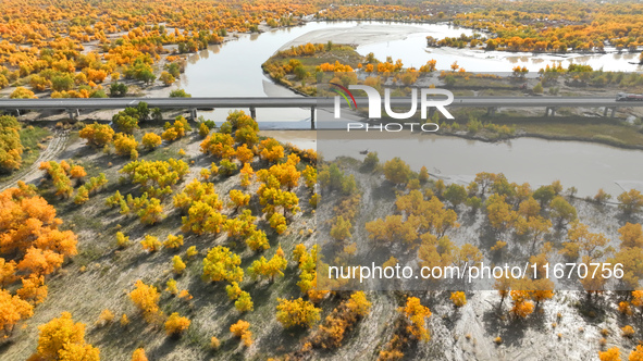 The photo taken on October 16, 2024, shows the autumn scenery of wetland populus euphratica at the Tarim River Bridge on the desert highway...