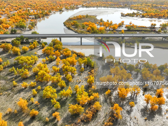 The photo taken on October 16, 2024, shows the autumn scenery of wetland populus euphratica at the Tarim River Bridge on the desert highway...