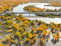 The photo taken on October 16, 2024, shows the autumn scenery of wetland populus euphratica at the Tarim River Bridge on the desert highway...