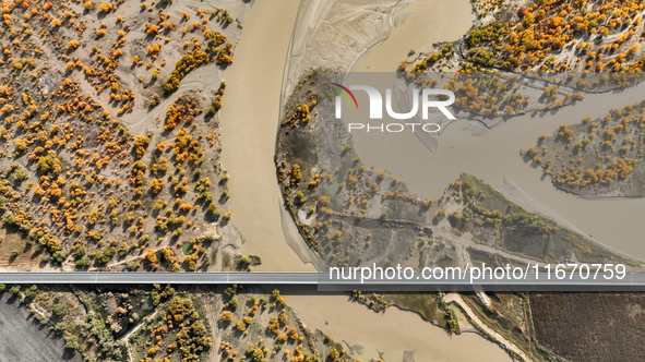 The photo taken on October 16, 2024, shows the autumn scenery of wetland populus euphratica at the Tarim River Bridge on the desert highway...