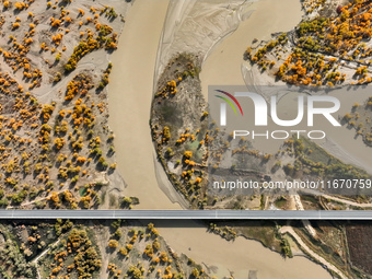 The photo taken on October 16, 2024, shows the autumn scenery of wetland populus euphratica at the Tarim River Bridge on the desert highway...