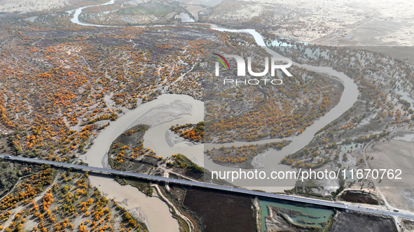 The photo taken on October 16, 2024, shows the autumn scenery of wetland populus euphratica at the Tarim River Bridge on the desert highway...