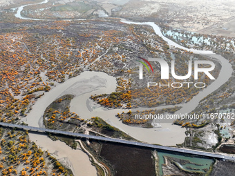 The photo taken on October 16, 2024, shows the autumn scenery of wetland populus euphratica at the Tarim River Bridge on the desert highway...