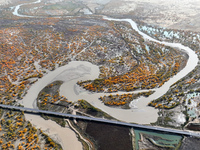 The photo taken on October 16, 2024, shows the autumn scenery of wetland populus euphratica at the Tarim River Bridge on the desert highway...