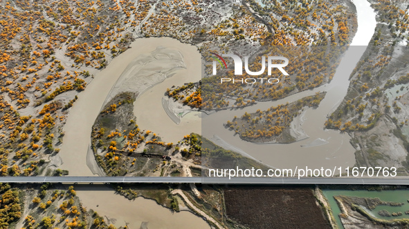 The photo taken on October 16, 2024, shows the autumn scenery of wetland populus euphratica at the Tarim River Bridge on the desert highway...