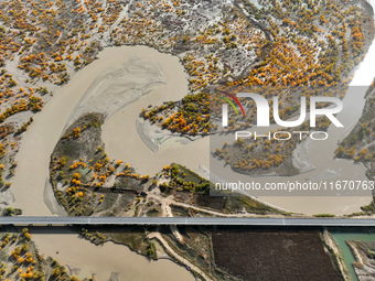 The photo taken on October 16, 2024, shows the autumn scenery of wetland populus euphratica at the Tarim River Bridge on the desert highway...