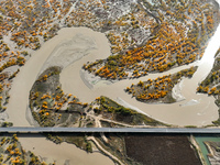 The photo taken on October 16, 2024, shows the autumn scenery of wetland populus euphratica at the Tarim River Bridge on the desert highway...