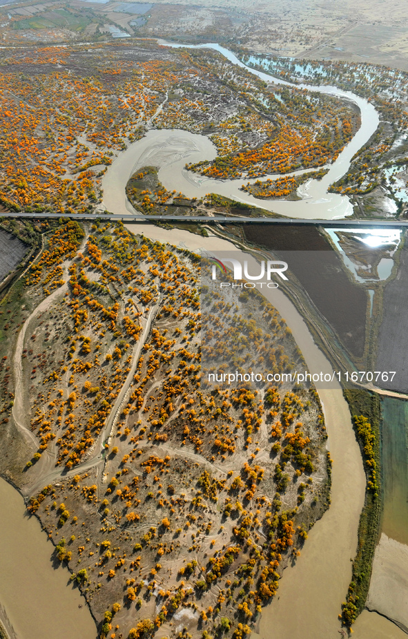 The photo taken on October 16, 2024, shows the autumn scenery of wetland populus euphratica at the Tarim River Bridge on the desert highway...