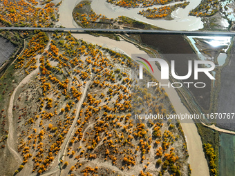 The photo taken on October 16, 2024, shows the autumn scenery of wetland populus euphratica at the Tarim River Bridge on the desert highway...