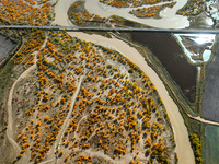 The photo taken on October 16, 2024, shows the autumn scenery of wetland populus euphratica at the Tarim River Bridge on the desert highway...